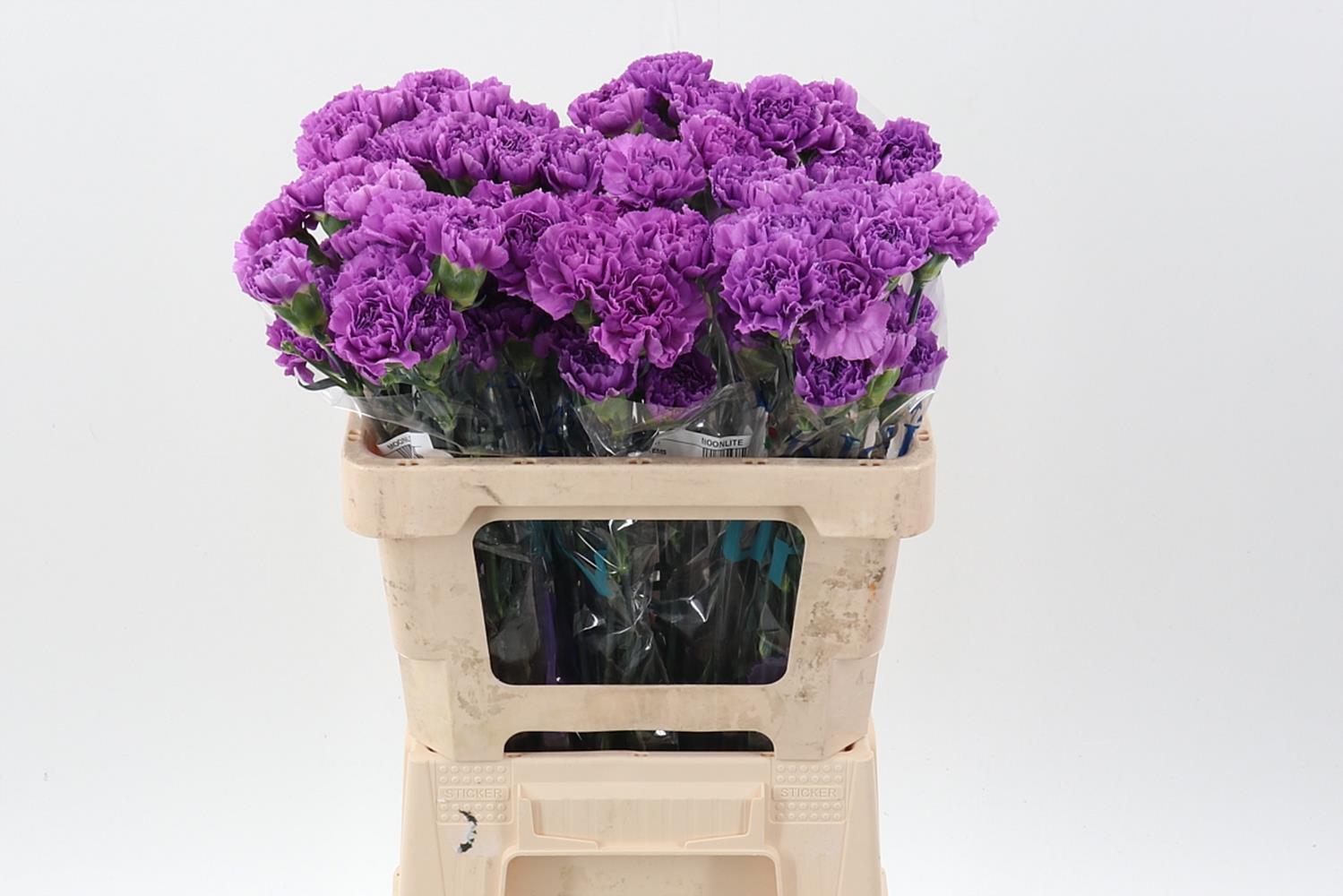 Срезанные цветы оптом Dianthus st moonlite от 100шт из Голландии с доставкой по России