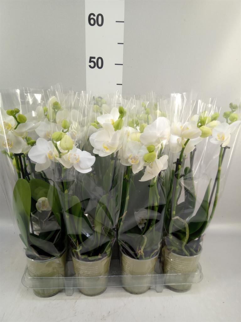 Горшечные цветы и растения оптом Phalaenopsis ...white от 12шт (для телеги) из Голландии с доставкой по России
