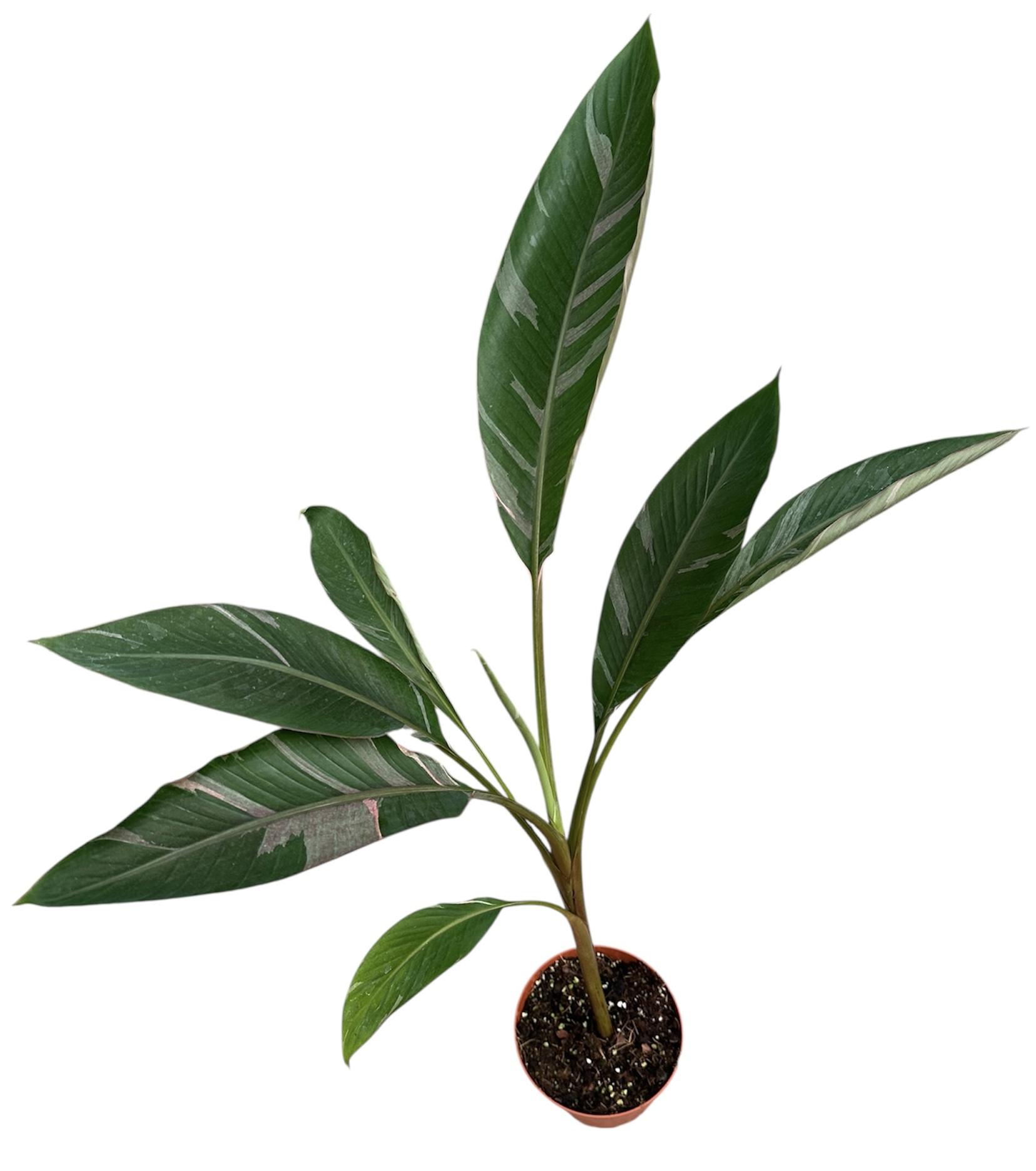 Горшечные цветы и растения оптом Musa Nono от 1шт из Голландии с доставкой по России