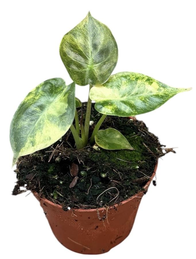 Горшечные цветы и растения оптом Alocasia Wentii Aurea от 1шт (для телеги) из Голландии с доставкой по России