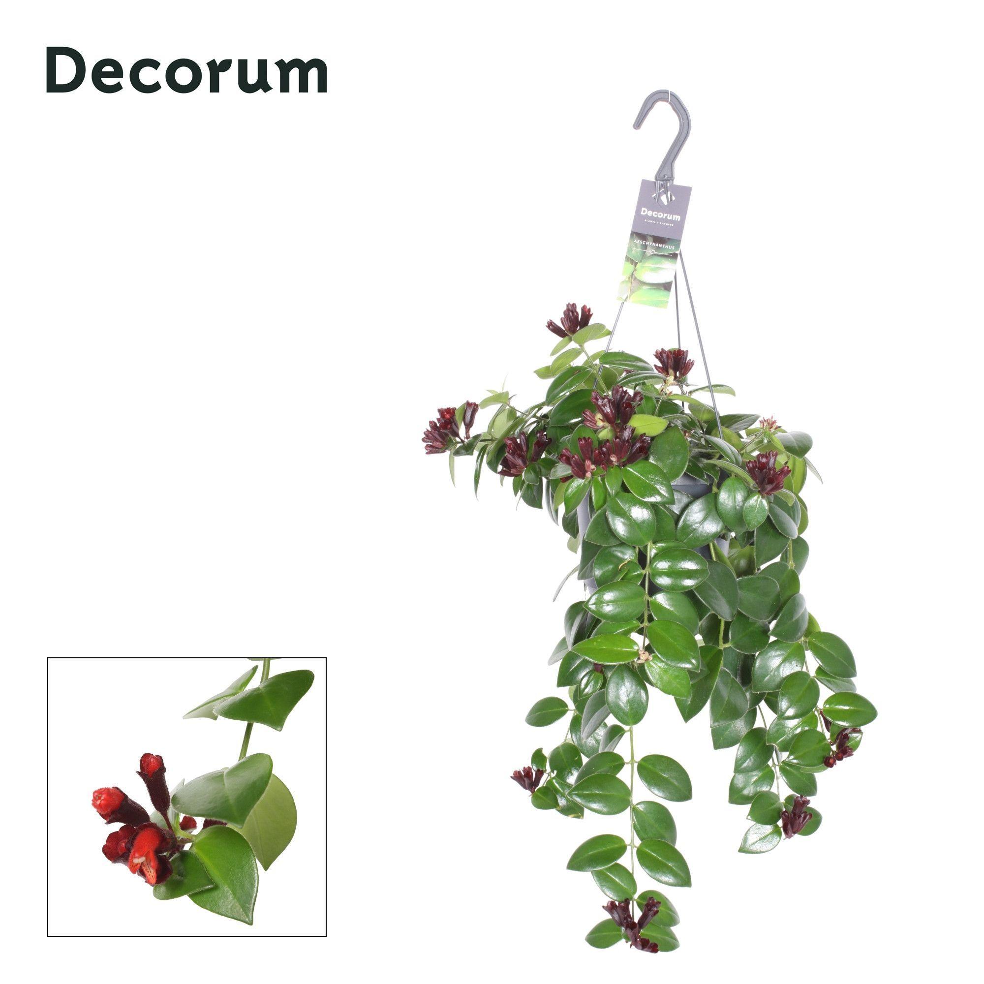 Горшечные цветы и растения оптом Aeschynanthus Mona Lisa Hangpot (decorum) от 6шт из Голландии с доставкой по России