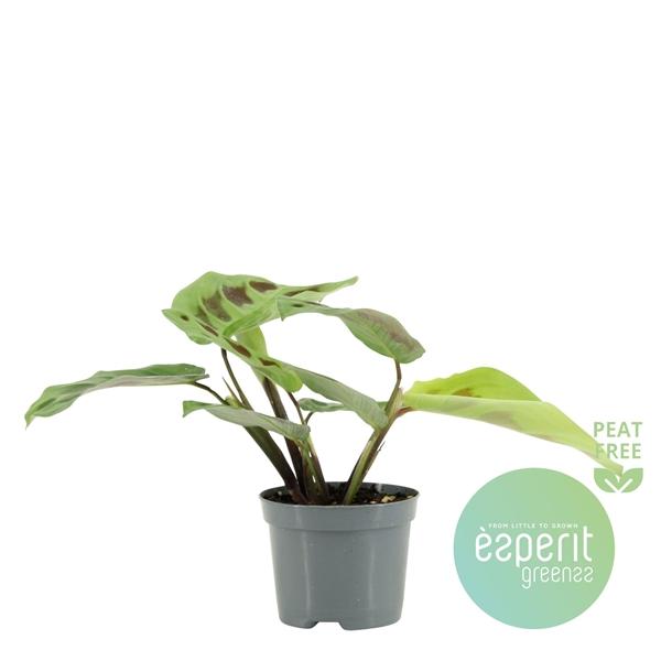 Горшечные цветы и растения оптом Maranta Kerchoveana от 21шт (для телеги) из Голландии с доставкой по России