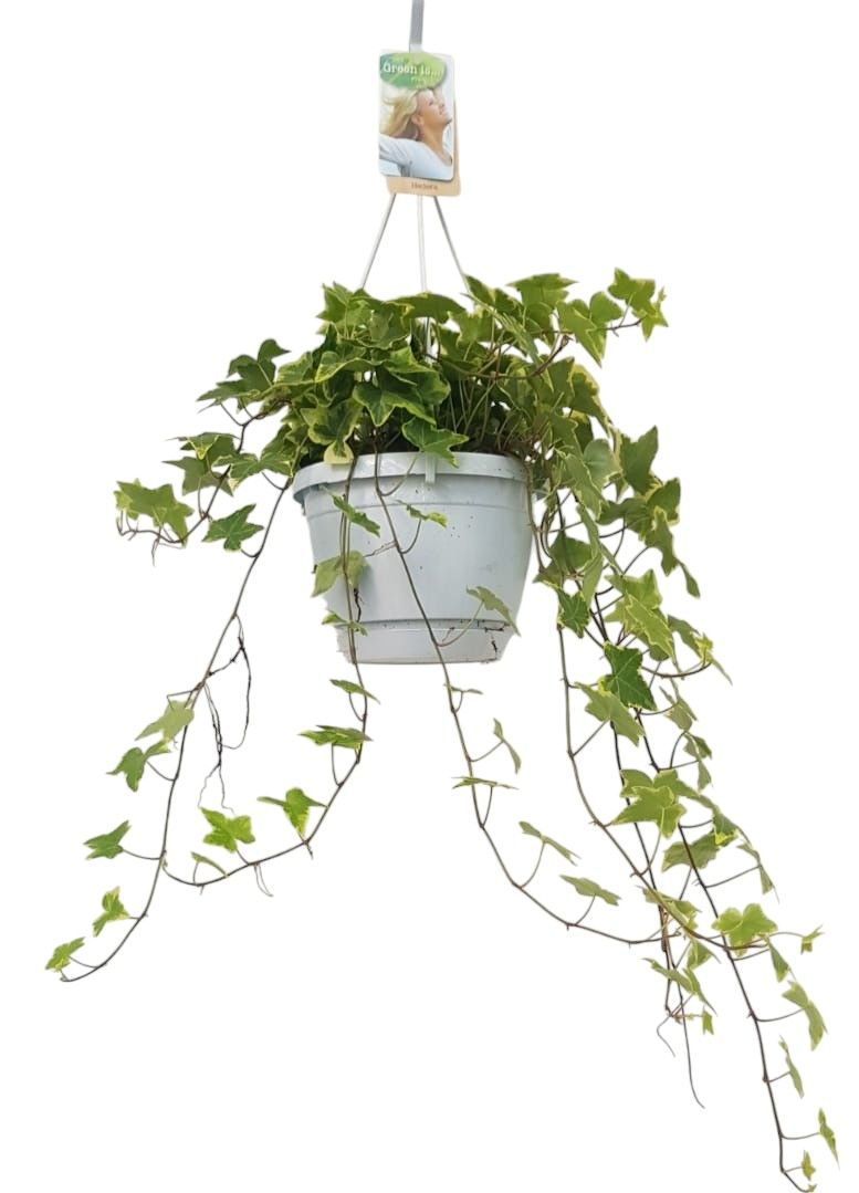 Горшечные цветы и растения оптом Hedera Helix Varigated Hangpot от 1шт из Голландии с доставкой по России