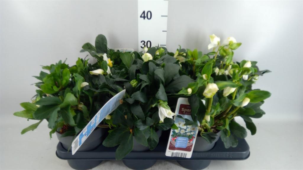 Горшечные цветы и растения оптом Helleborus Niger от 6шт из Голландии с доставкой по России