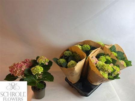 Горшечные цветы и растения оптом Hydrangea Ma Mix 4+ от 6шт из Голландии с доставкой по России