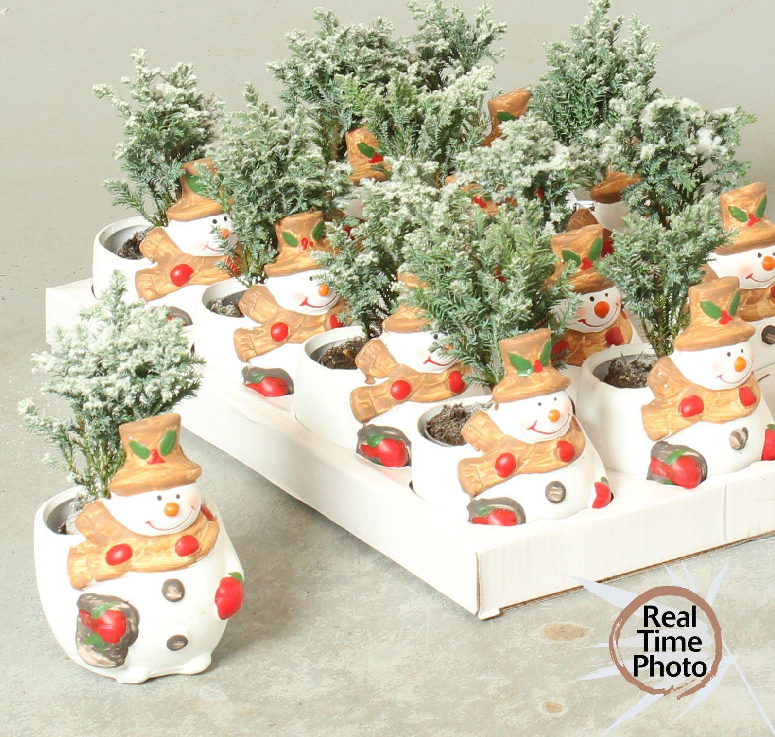 Горшечные цветы и растения оптом Cham L Ellwoodii от 12шт из Голландии с доставкой по России