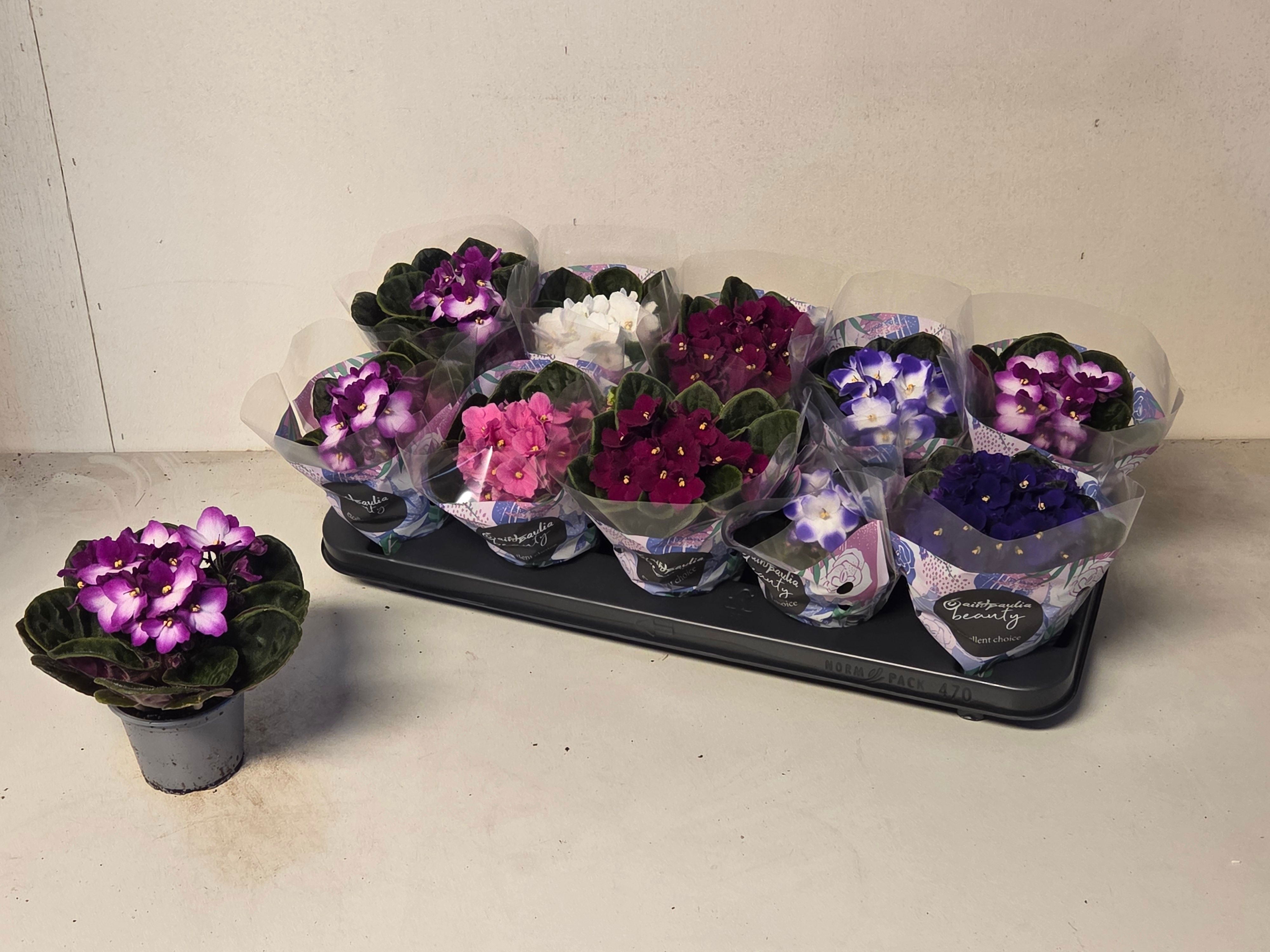 Горшечные цветы и растения оптом Saintp Gem от 10шт (для телеги) из Голландии с доставкой по России