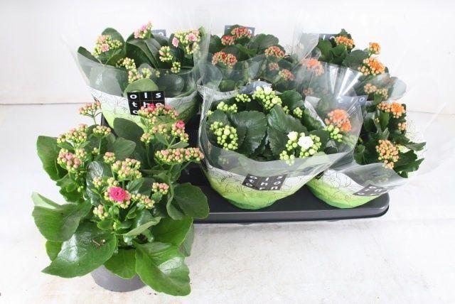 Горшечные цветы и растения оптом Kal Ge Gem 5 Kl от 6шт из Голландии с доставкой по России