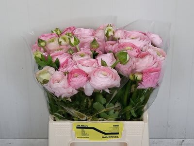 Срезанные цветы оптом Ranunculus aazur pink от 50шт из Голландии с доставкой по России