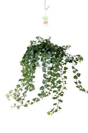 Горшечные цветы и растения оптом Hedera Helix Wonder Xxl Hang P17 от 1шт из Голландии с доставкой по России