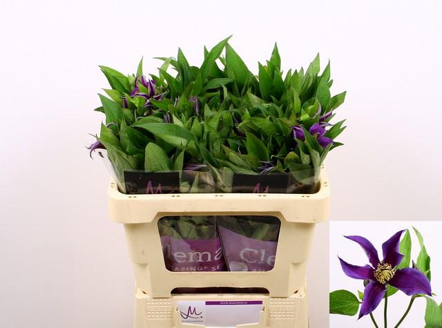 Срезанные цветы оптом Clematis amazing oslo от 60шт из Голландии с доставкой по России