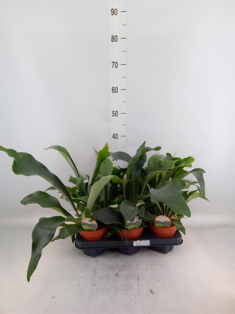 Горшечные цветы и растения оптом Platycerium Bifurcatum от 6шт из Голландии с доставкой по России