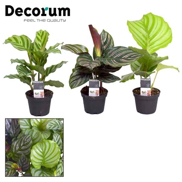 Горшечные цветы и растения оптом Calathea Mix (decorum) от 16шт из Голландии с доставкой по России