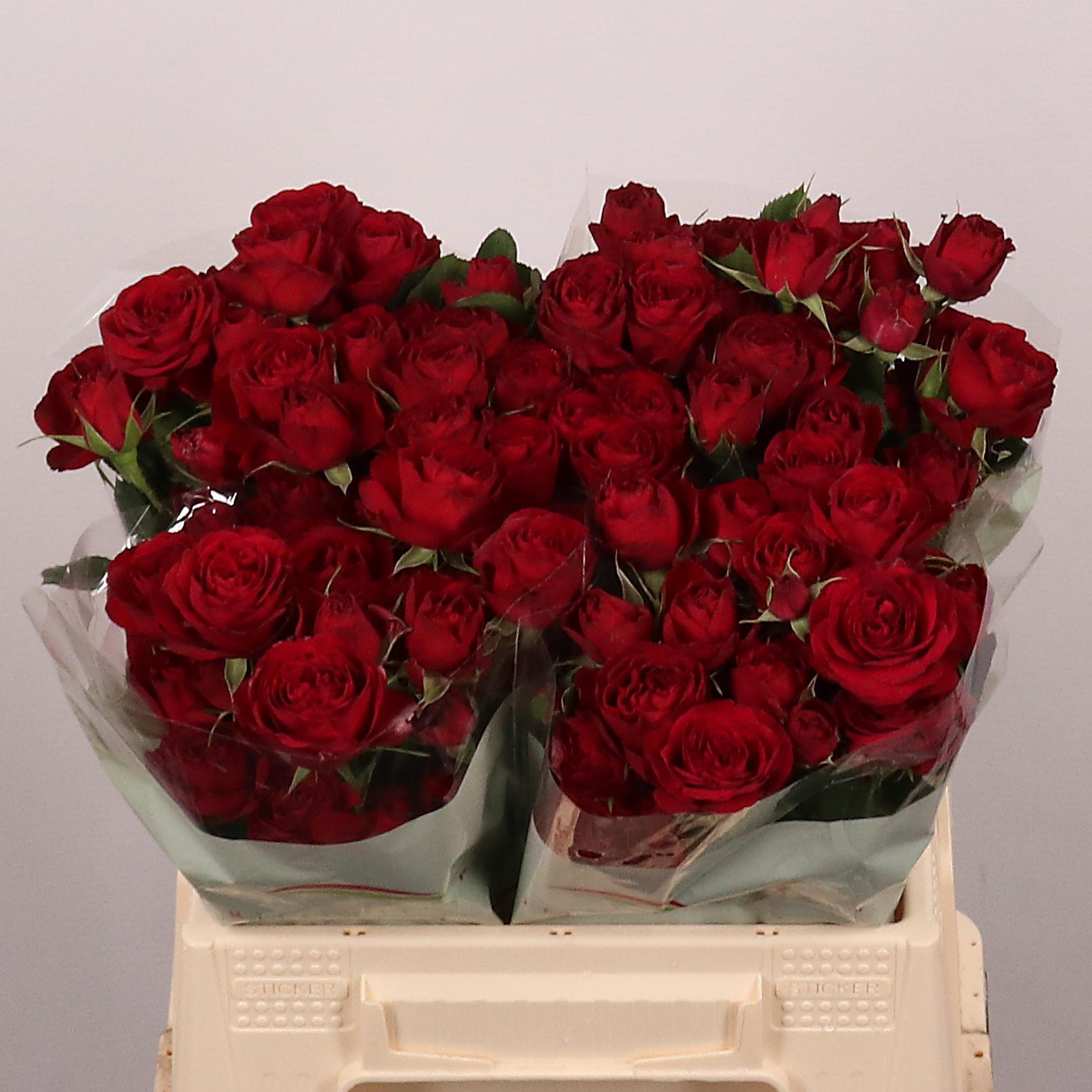 Срезанные цветы оптом Rosa spray red trendsetter от 30шт из Голландии с доставкой по России