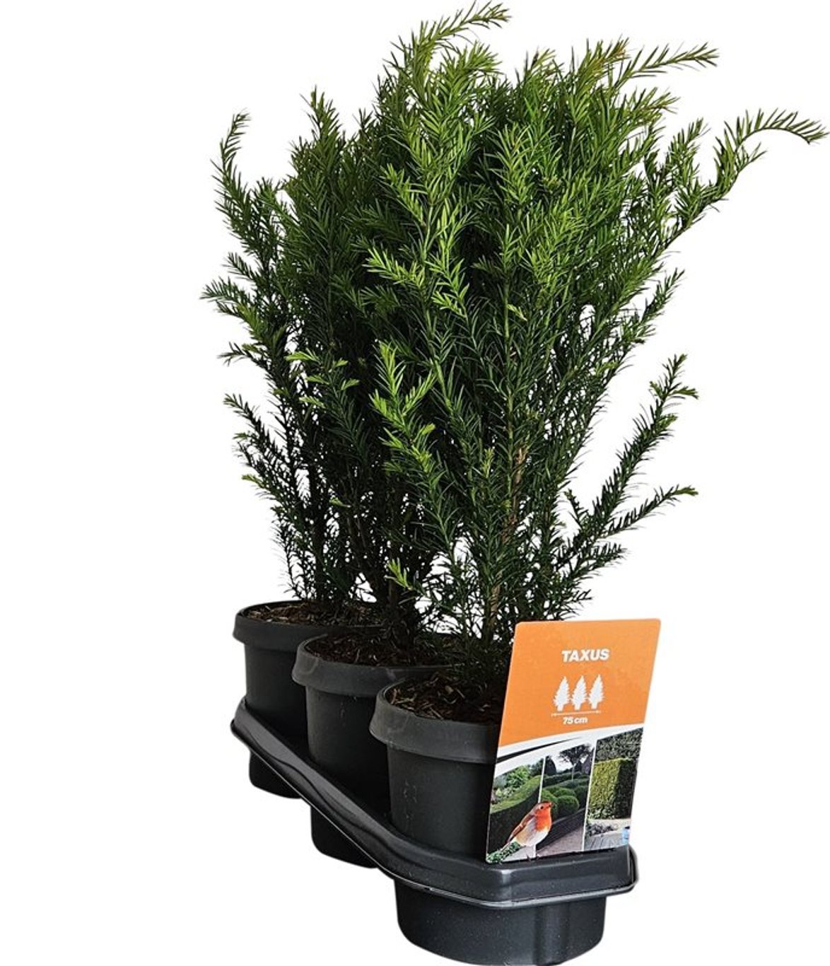 Горшечные цветы и растения оптом Hedgeline Taxus Baccata 50-60 C3 от 3шт из Голландии с доставкой по России