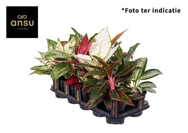 Горшечные цветы и растения оптом Aglaonema Mix Special от 10шт из Голландии с доставкой по России