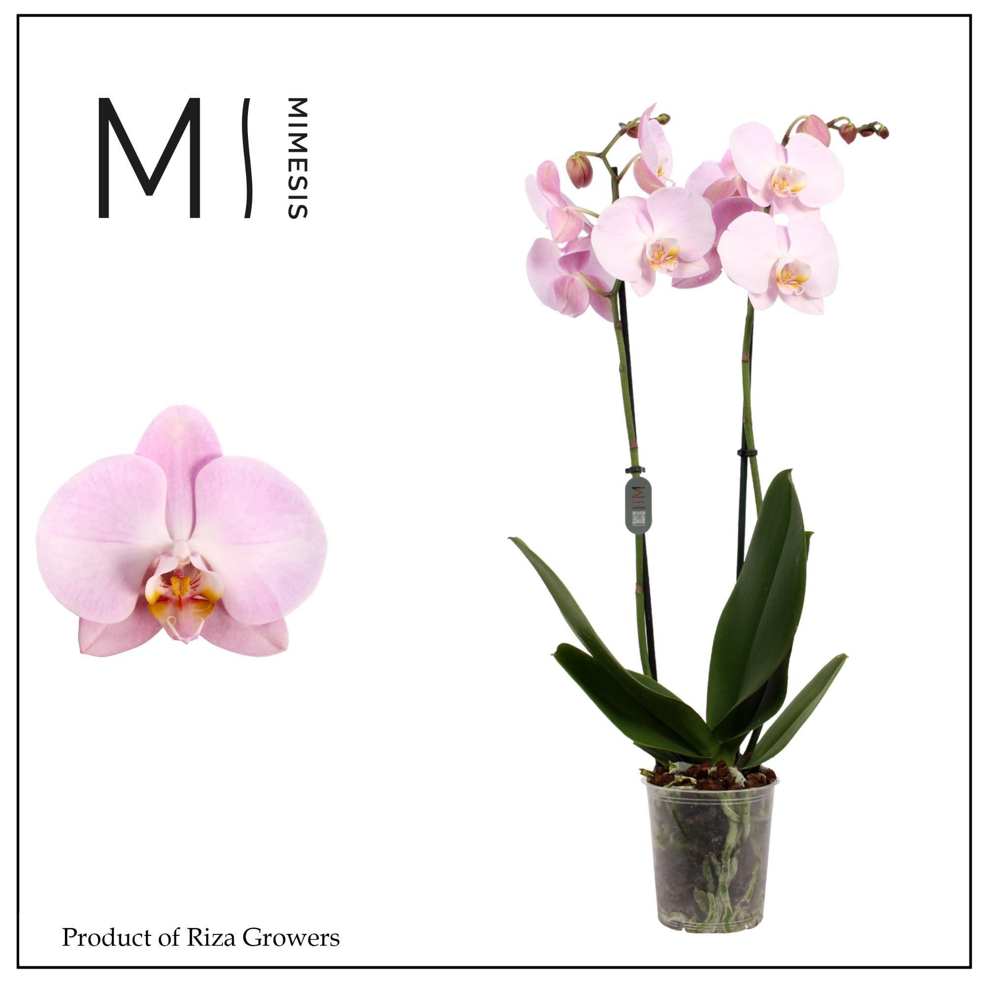 Горшечные цветы и растения оптом Phalaenopsis Rhone 2 Spike – 12cm | Mimesis от 10шт из Голландии с доставкой по России