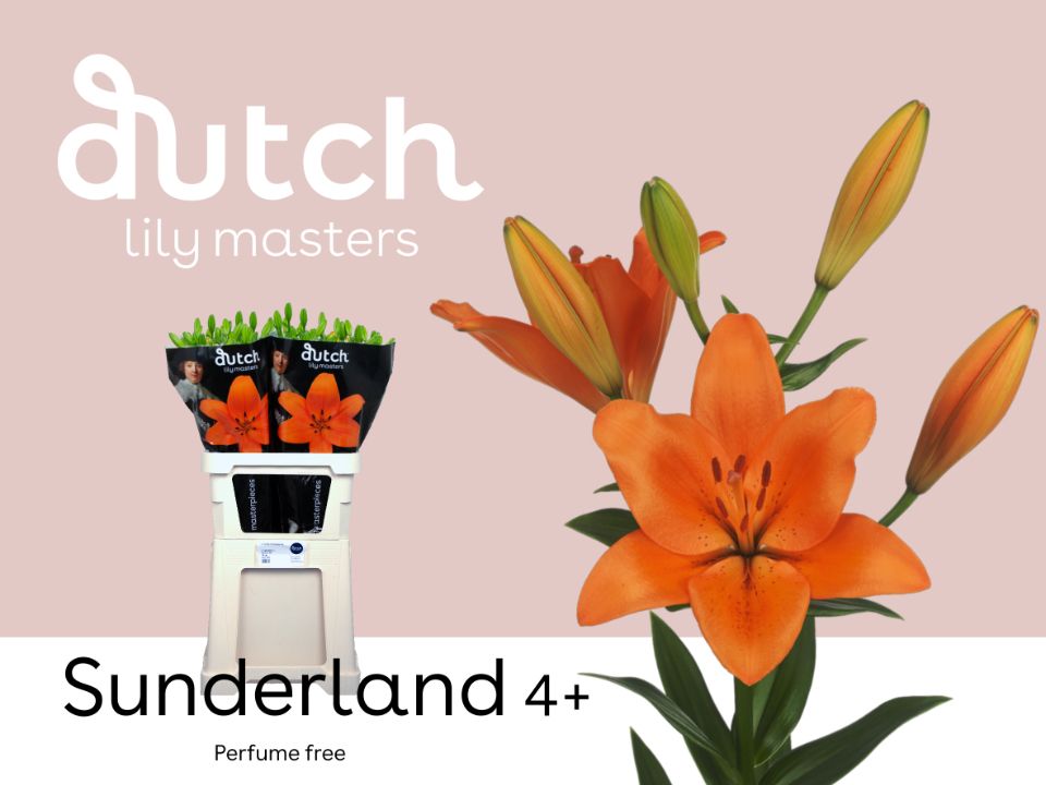 Срезанные цветы оптом Lilium la sunderland от 60шт. из Голландии с доставкой по России