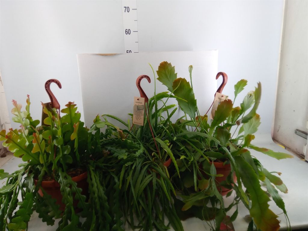 Горшечные цветы и растения оптом Rhipsalis   ...mix от 3шт из Голландии с доставкой по России