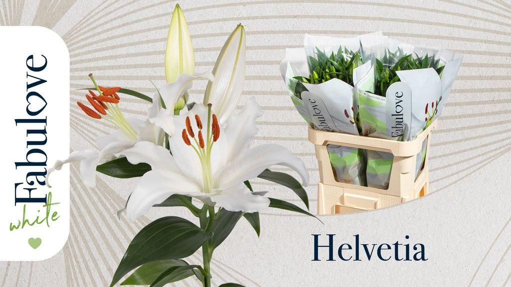 Срезанные цветы оптом Lilium or helvetia от 40шт. из Голландии с доставкой по России