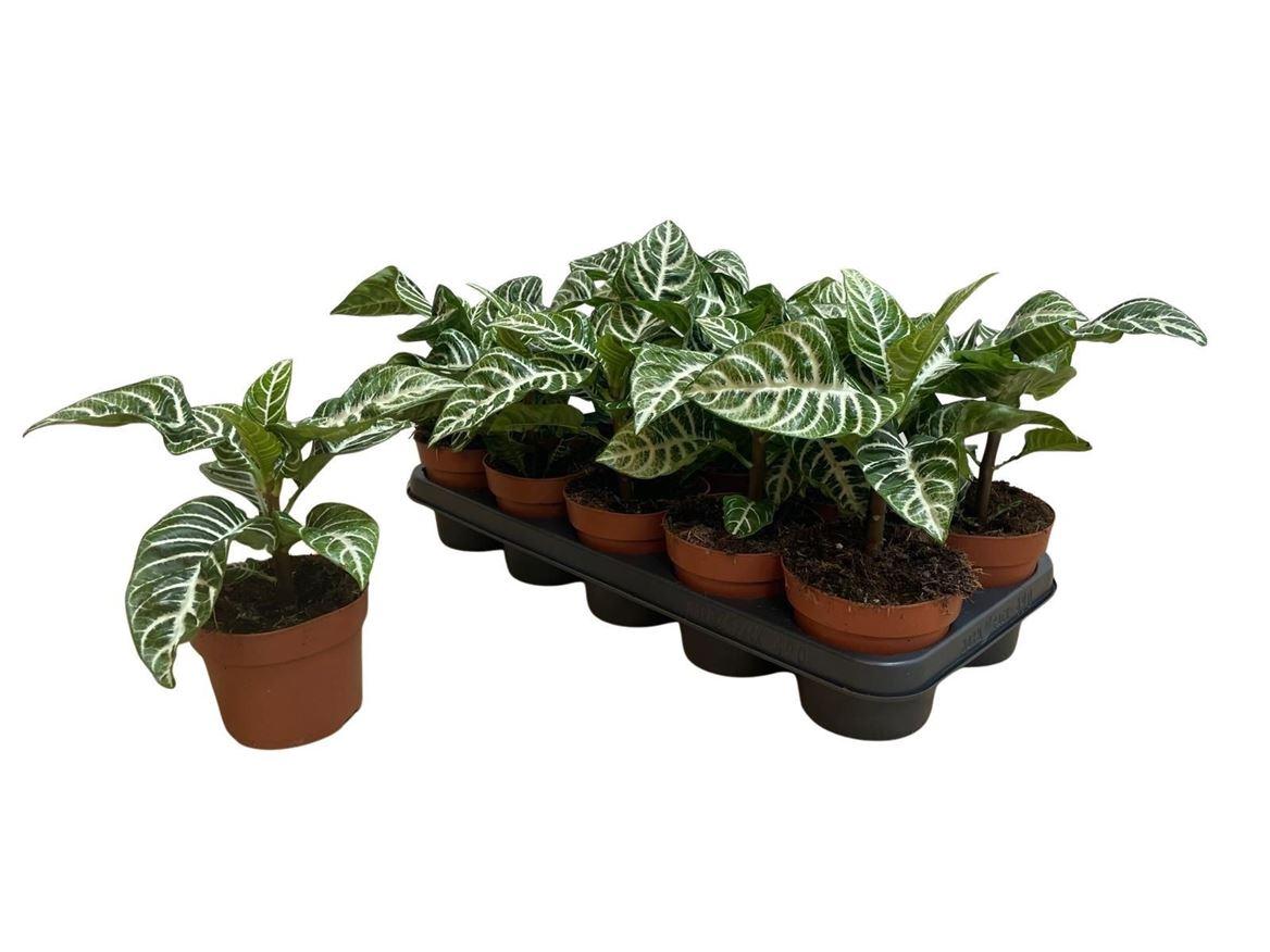 Горшечные цветы и растения оптом Aphelandra Squa Dania No Flower от 10шт из Голландии с доставкой по России