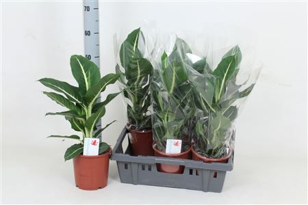 Горшечные цветы и растения оптом Dieff Green Magic от 6шт из Голландии с доставкой по России