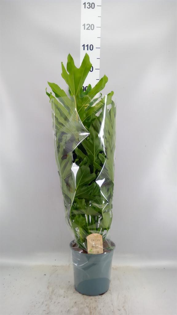 Горшечные цветы и растения оптом Philodendron Bipinn. little Hope от 1шт из Голландии с доставкой по России