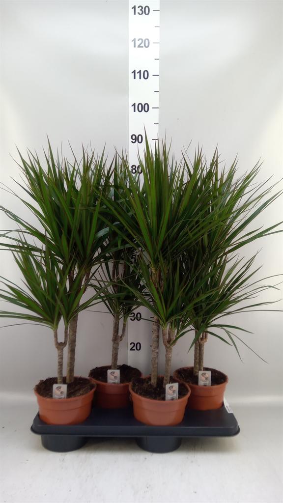 Горшечные цветы и растения оптом Dracaena Marg. от 4шт из Голландии с доставкой по России