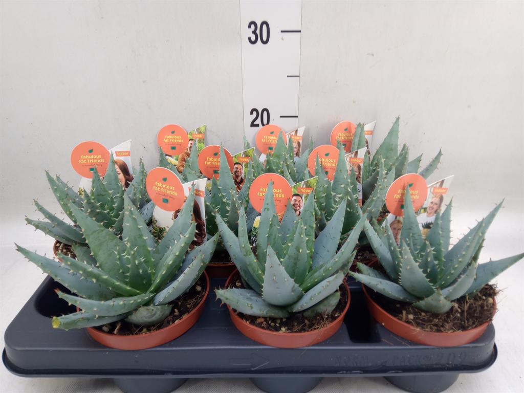 Горшечные цветы и растения оптом Aloe Peglerae от 9шт из Голландии с доставкой по России