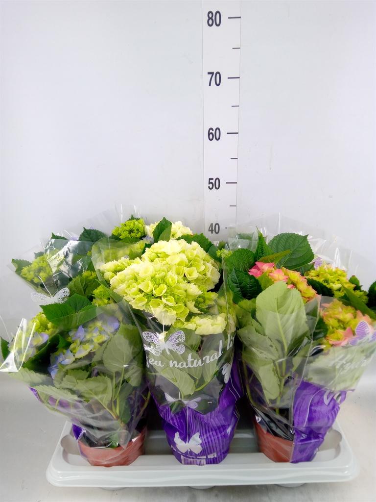 Горшечные цветы и растения оптом Hydrangea Mac.   ...mix от 6шт из Голландии с доставкой по России