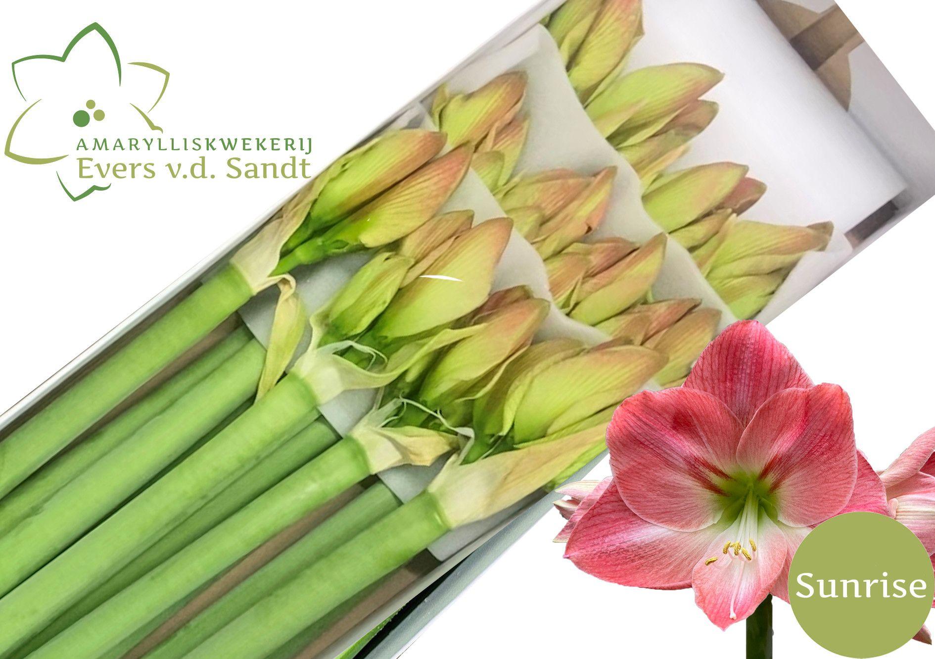 Срезанные цветы оптом Hippeastrum sunrise от 12шт из Голландии с доставкой по России