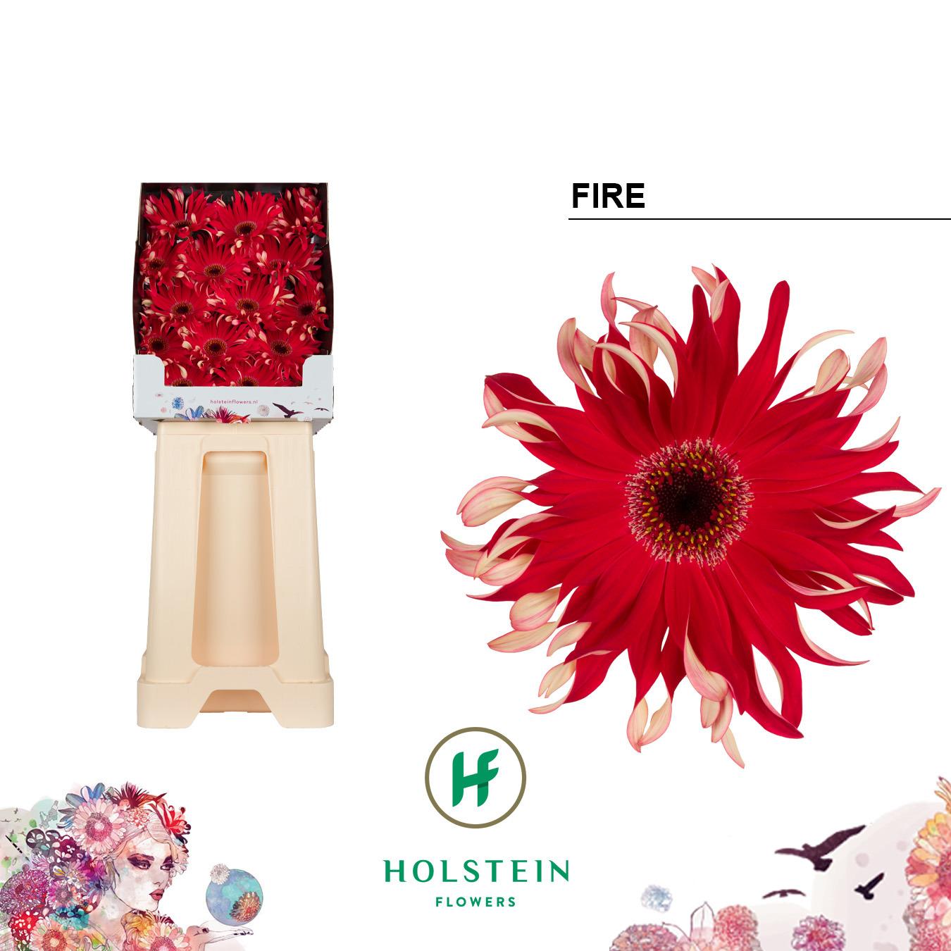 Срезанные цветы оптом Gerbera diamond gerpasta fire от 45шт из Голландии с доставкой по России