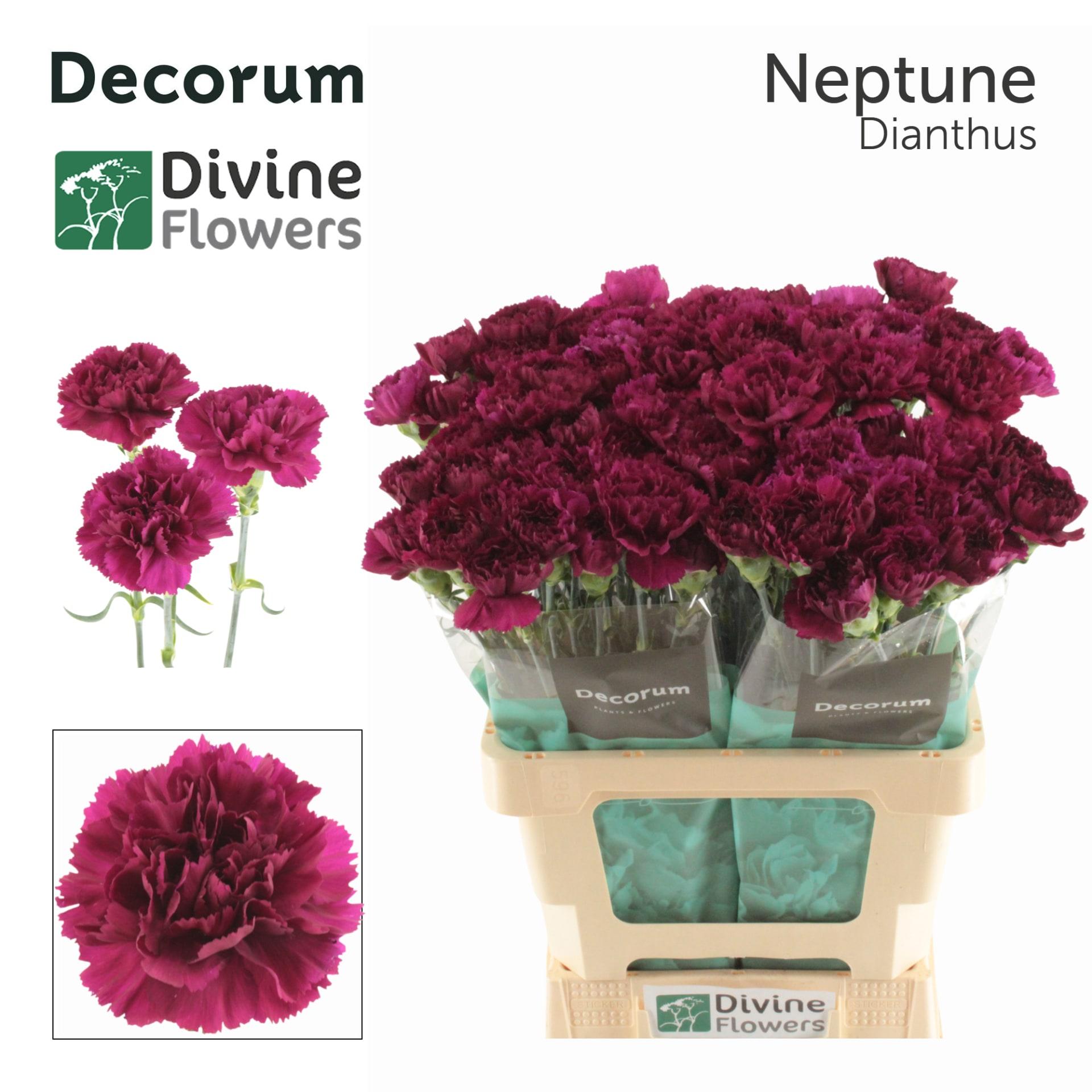 Срезанные цветы оптом Dianthus st neptune от 80шт из Голландии с доставкой по России