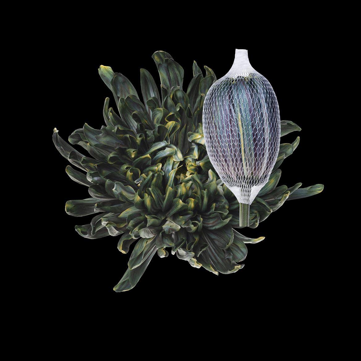 Срезанные цветы оптом Chrys bl paint antonov gothic yellow от 40шт из Голландии с доставкой по России