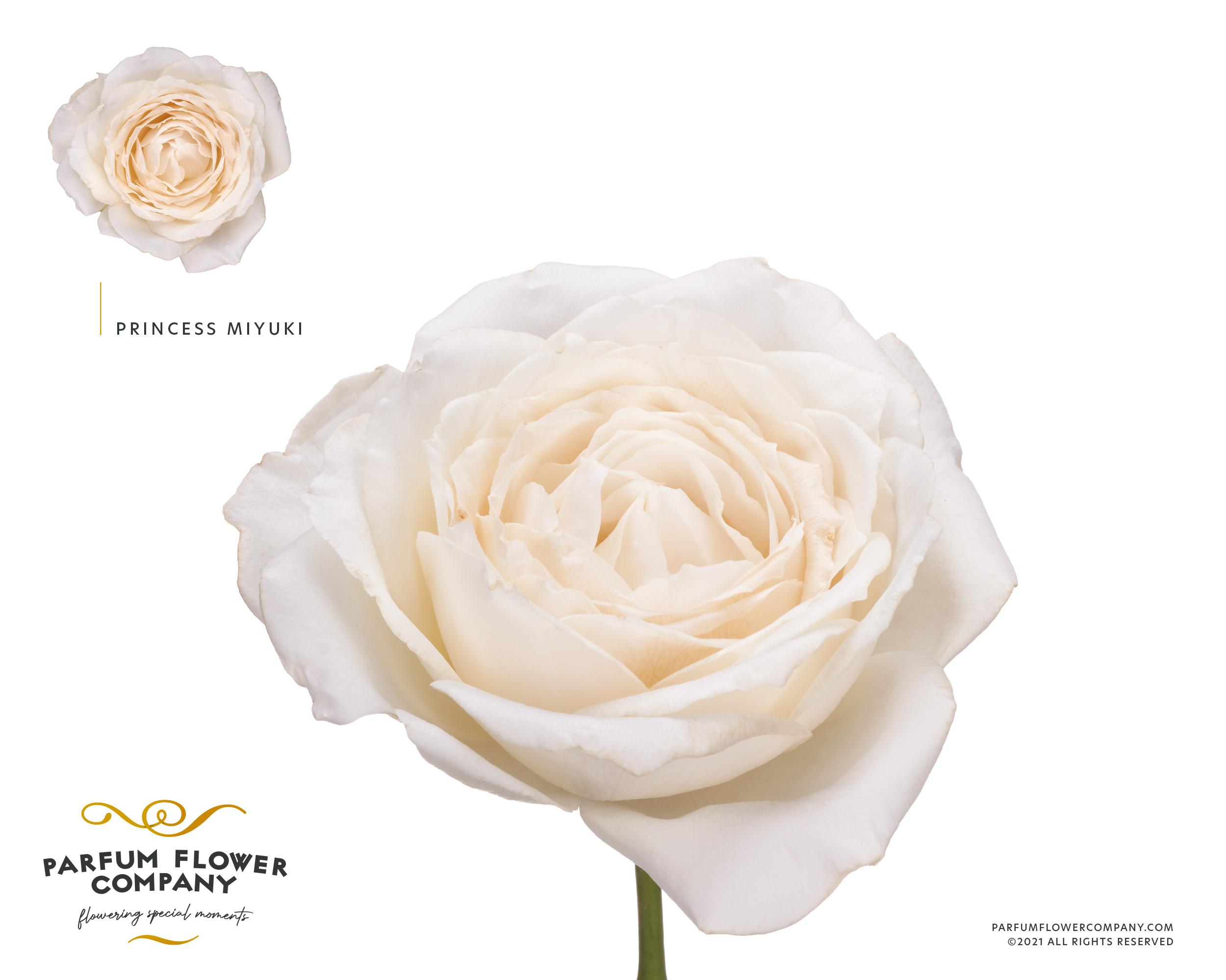 Срезанные цветы оптом Rosa garden princess miyuki от 24шт из Голландии с доставкой по России