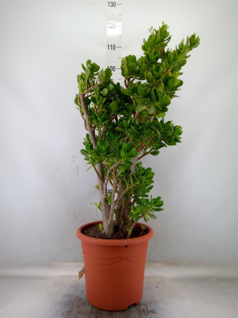 Горшечные цветы и растения оптом Crassula Ovata от 1шт из Голландии с доставкой по России