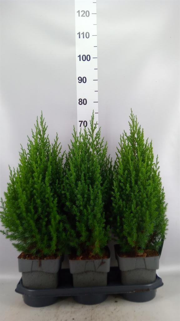 Горшечные цветы и растения оптом Juniperus Chinensis stricta от 3шт из Голландии с доставкой по России