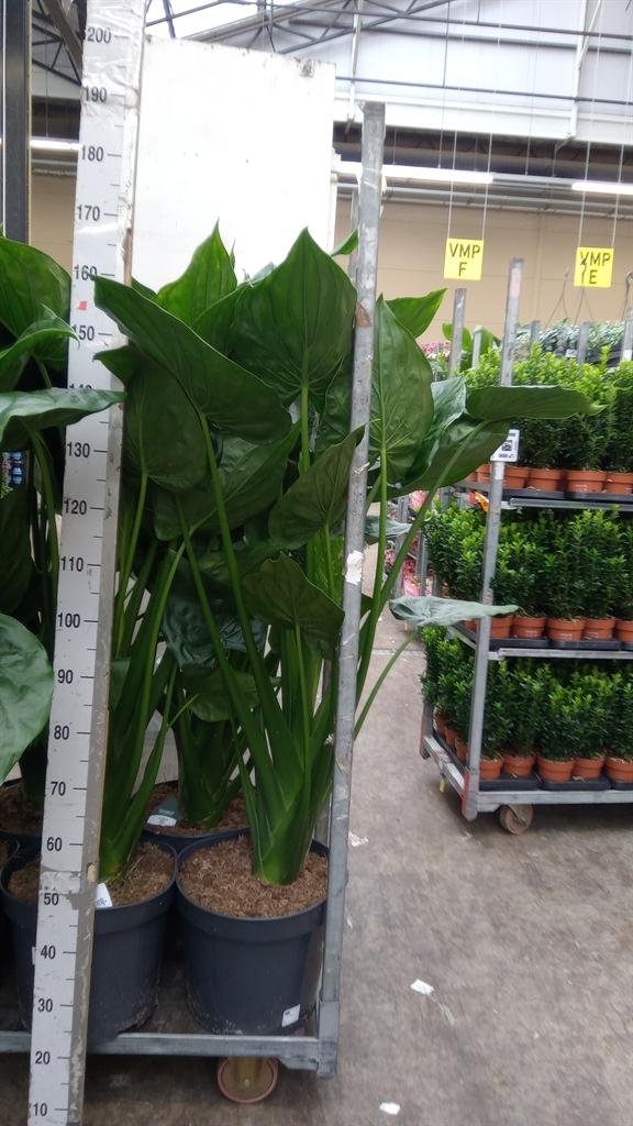 Горшечные цветы и растения оптом Alocasia Cucullata от 1шт (для телеги) из Голландии с доставкой по России
