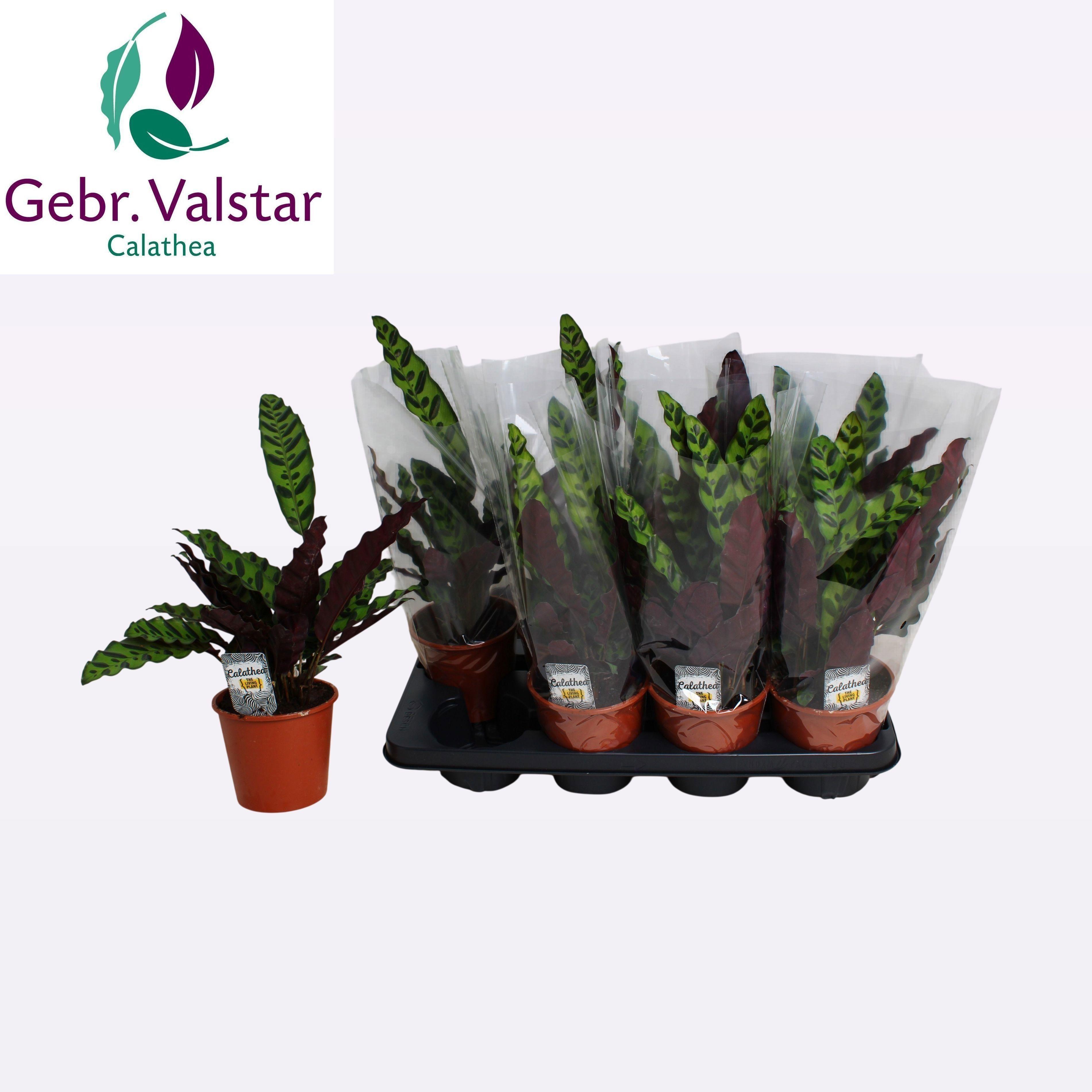 Горшечные цветы и растения оптом Calat Lancifolia от 8шт из Голландии с доставкой по России