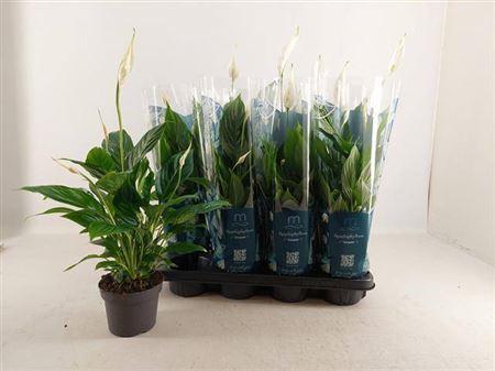 Горшечные цветы и растения оптом Spath Strauss 4+ от 8шт из Голландии с доставкой по России