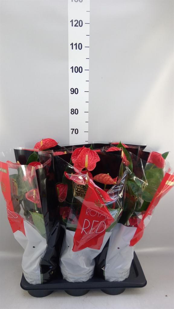 Горшечные цветы и растения оптом Anthurium Andr. madural от 6шт из Голландии с доставкой по России