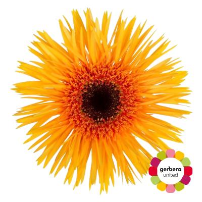 Срезанные цветы оптом Gerbera claudemir от 25шт из Голландии с доставкой по России