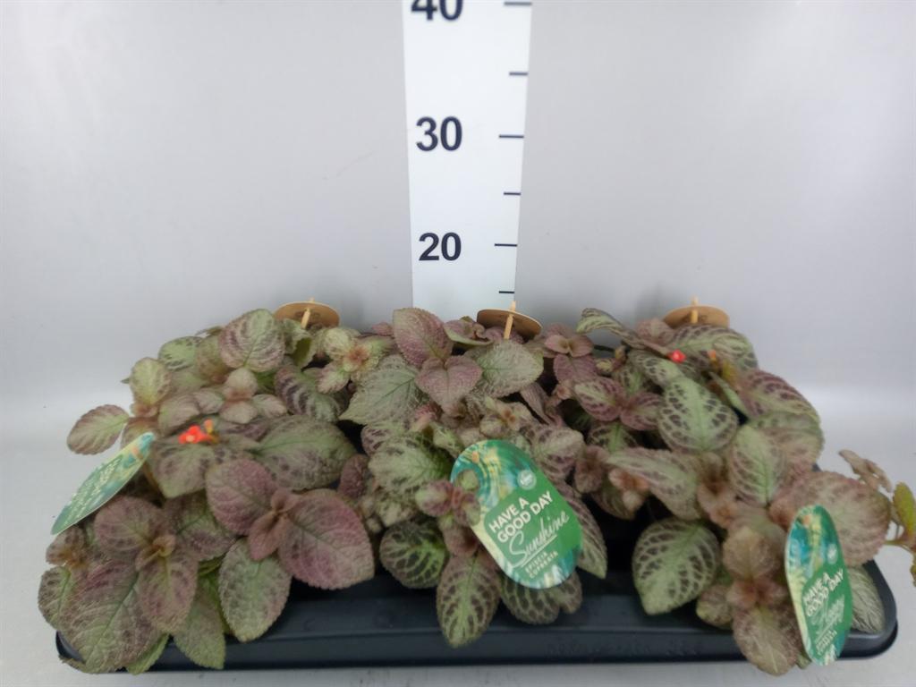 Горшечные цветы и растения оптом Episcia Cupreata tierra Plata от 6шт из Голландии с доставкой по России