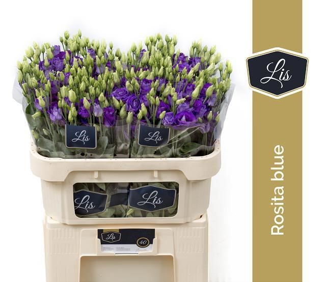 Срезанные цветы оптом Lisianthus do rosita blue от 40шт. из Голландии с доставкой по России