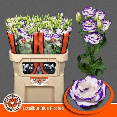 Срезанные цветы оптом Lisianthus do rosita blue picotee от 40шт из Голландии с доставкой по России