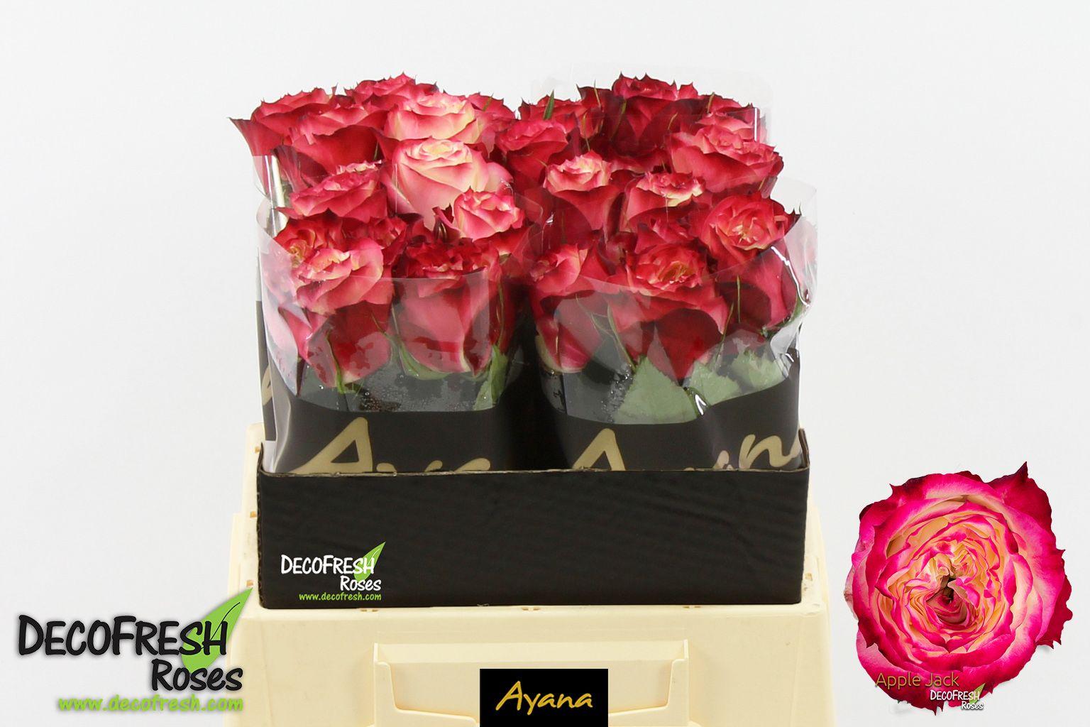 Срезанные цветы оптом Rosa garden apple jack от 30шт из Голландии с доставкой по России