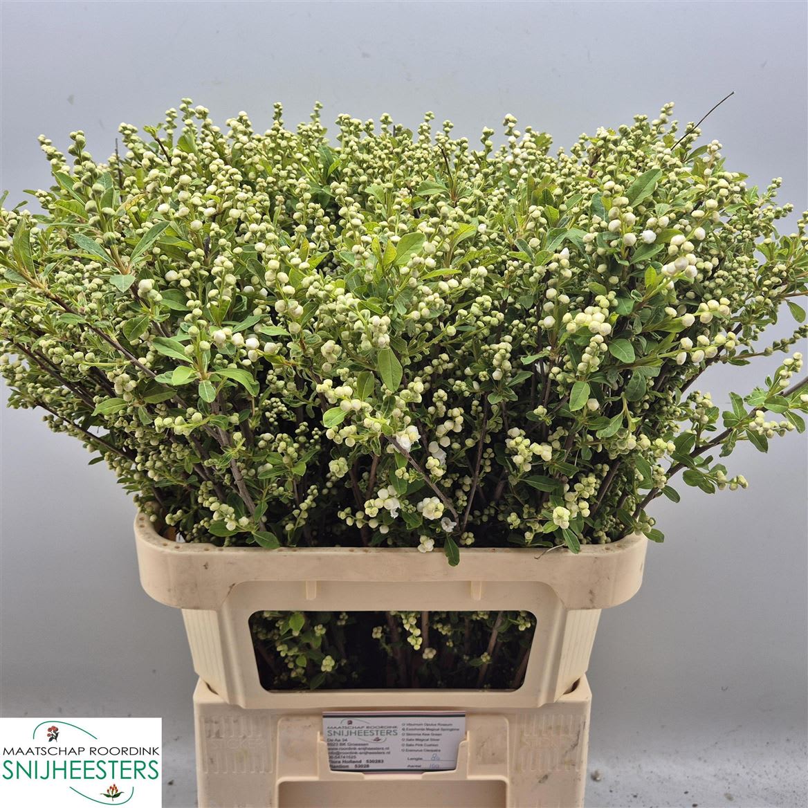 Срезанные цветы оптом Exochorda magical springtime от 100шт из Голландии с доставкой по России