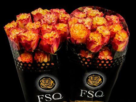 Срезанные цветы оптом Rosa large sunset x-pression от 40шт из Голландии с доставкой по России