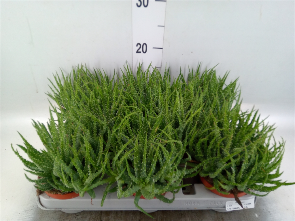 Горшечные цветы и растения оптом Aloe Humilis от 8шт из Голландии с доставкой по России