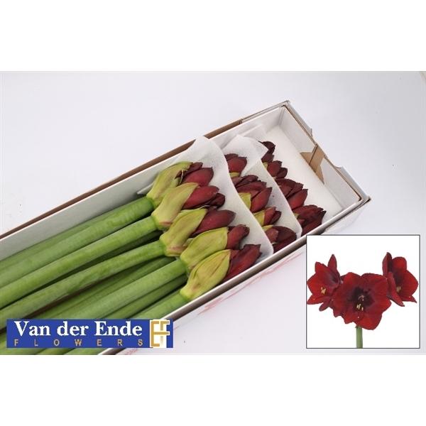 Срезанные цветы оптом Hippeastrum royal velvet от 15шт из Голландии с доставкой по России